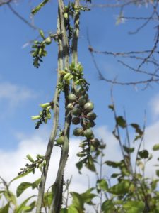 Adenia aculeata ssp. manganiana fruits