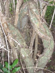 Adenia aculeata ssp. manganiana trunk