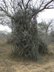 Adenia-globosa-covering-a-tree