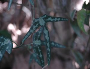 Adenia kirkii leaves