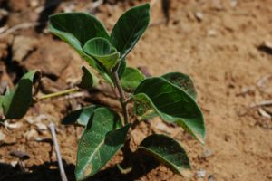 Baseonema gregorii leaves