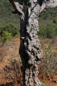 Commiphora mildbraedti trunk
