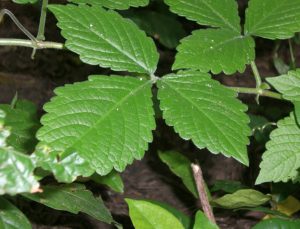 Cyphostemma sp. Mtwapa leaves