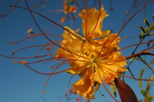 Delonix elata orange flower