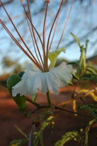 Delonix elata white flower