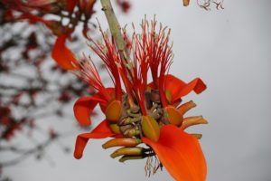 Erythrina burtii Flower