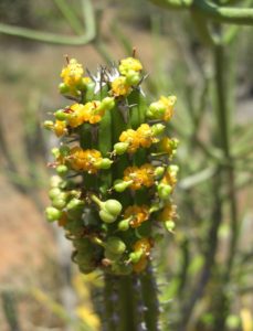 Euphorbia classenii fruiting