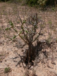 Euphorbia cuneata Mwea