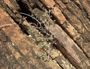 Euphorbia cuneata in rock