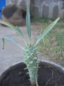 Euphorbia longituberculosa