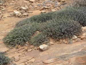 Euphorbia petricola Mudanda Rock