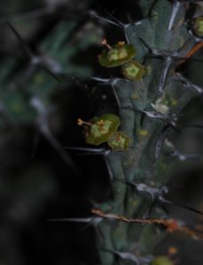 Euphorbia petricola flower