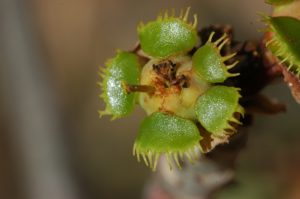 Euphorbia scheffleri flower