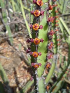 Euphorbia shrub Maktau flowering