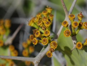 Euphorbia shrub flowering