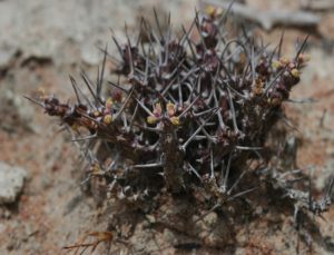Euphorbia sp. Mukondoni