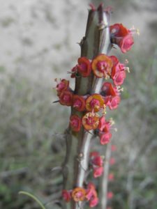 Euphorbia-tenuispinosa-Flower-Samburu