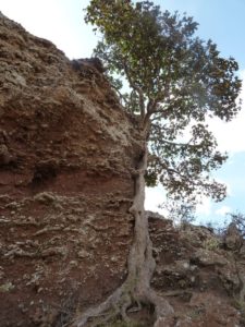 Ficus sp. North of Marsabit