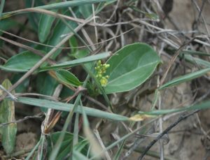 Jatropha variifolia
