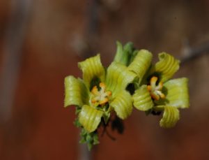 Momordica spinosa flower