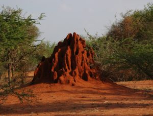 Termitehill